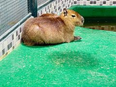 -上海大自然野生昆虫馆(东方明珠·爬宠昆虫探索中心)