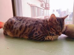 -猫猫幼稚园·撸猫·桌游·电玩