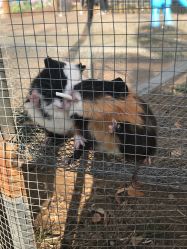 -萌宠亲子动物乐园(槐房万达店)