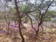 -崂山巨峰游览区