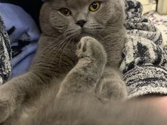 -瑞鹏宠物医院·超声·骨科·奇麟分院(蜀都万达店)