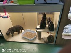 -藦茜花园宠物主题亲子互动体验馆(国顺东路店)