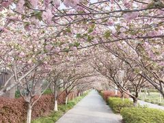 -高东镇樱花园