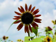 -西山漾湿地公园