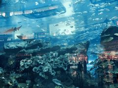 -迪拜水族馆及水下动物园