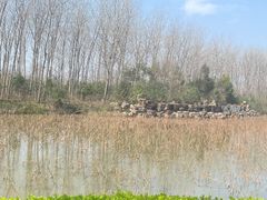 -合肥滨湖国家森林公园