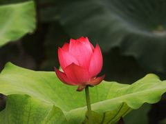 -顾村公园
