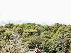 -贵州百里杜鹃风景名胜区