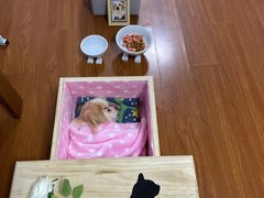 -翡翠森林宠物火化殡葬(通州店)
