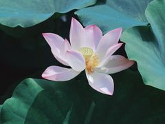 -国家植物园