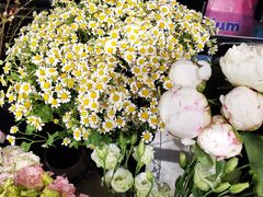 -ChaKo Flora ·茶子花艺 (市北店)