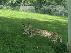 -北京野生动物园