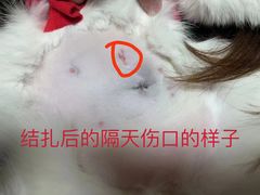 -关爱宠物医院·猫科中心·消化科(滨湖万达分院)