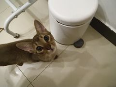 -猫十亿·布偶金渐层·曼基康矮脚猫舍(青年路店)