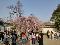-西安青龙寺遗址景区