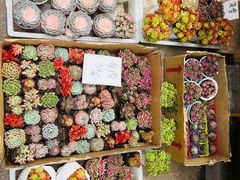 -循礼门鲜花花市(武汉循礼门店)