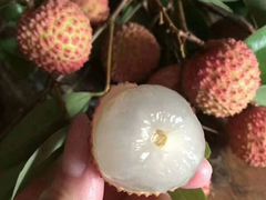 -老字号蛇口德记烧腊饭店·海鲜加工
