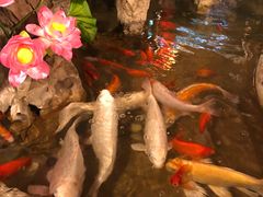 -多哥水傣味餐厅(司马巷店)