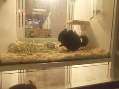 龙猫-龙猫仔乐园(惠福东路店)