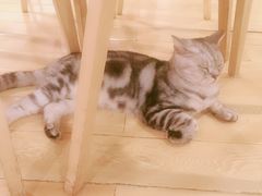 -Cappucimeow猫咪咖啡馆(韦伯时代店)