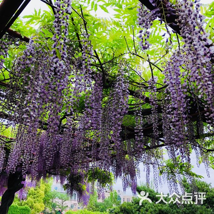 嘉定紫藤園圖片-北京公園-大眾點評網