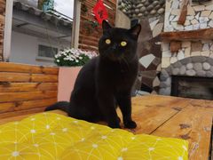 -喵屿·大理花园猫咖