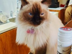 -有猫主题·治愈系猫咖(曾厝垵店)