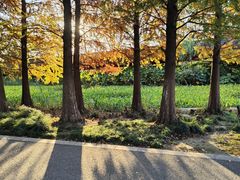 -昆山城市生态森林公园