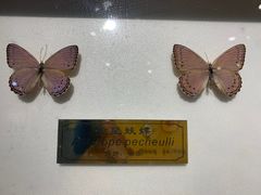 -上海昆虫博物馆