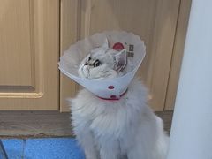 -天使宠物医院·犬猫分诊(彩虹店)