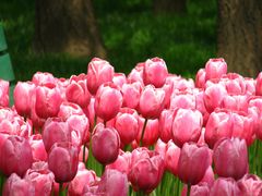 郁金香-沈阳植物园