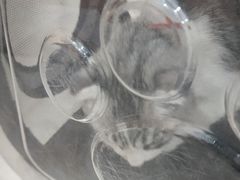 -思琪宠物医院(昆山花桥店)