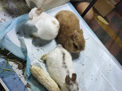 -中环花鸟鱼虫市场