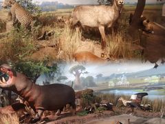 -陕西自然博物馆