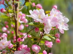 -海棠花溪(元大都城垣遗址公园)