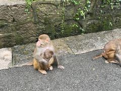 -黔灵山公园