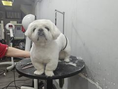 -PETKIT小佩宠物(古北店)