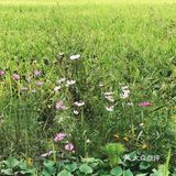 ひまわり