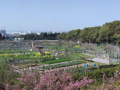 -高东镇樱花园