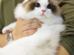 -momokira米努特·德文卷毛猫·棉花面纱犬
