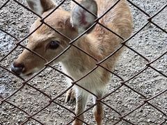 -海南热带野生动植物园