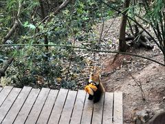 -中国大熊猫保护研究中心雅安碧峰峡基地