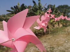 -新塘水果乐园(东洲大道店)