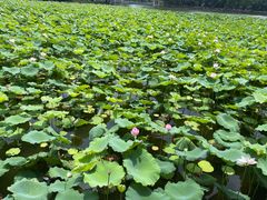 -荔湾湖公园