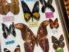-蝴蝶泉公园