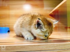 -猫十亿·布偶金渐层·曼基康矮脚猫舍(青年路店)