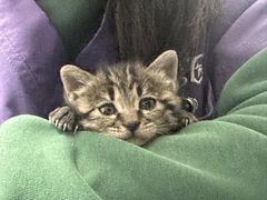 -萌兽医馆·宠物医院·猫骨科(创景店)