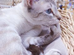 -藏猫猫咖啡主题馆(中央大道店)