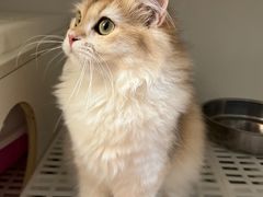 -lincat·猫舍(广州店)