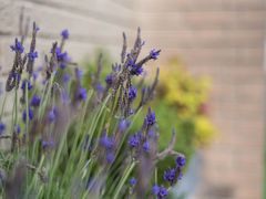 -上海和平饭店华懋阁 Cathay Room